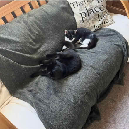 Photo of free Futon (Lingen SY7) #1