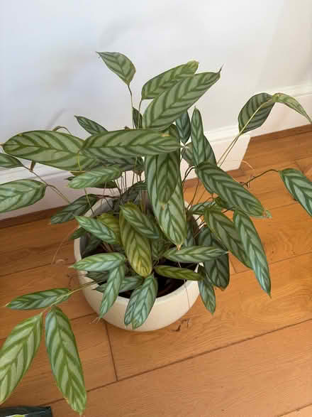 Photo of free Plants (Parsons Green SW6) #2