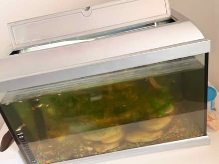 Photo of free Aquarium with small fishes (E18) #2