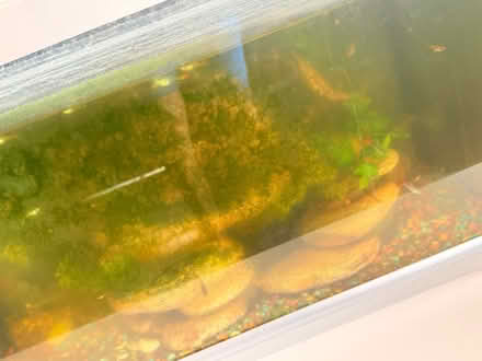 Photo of free Aquarium with small fishes (E18) #4