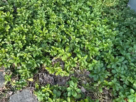 Photo of free pachysandra (Newton Center) #1