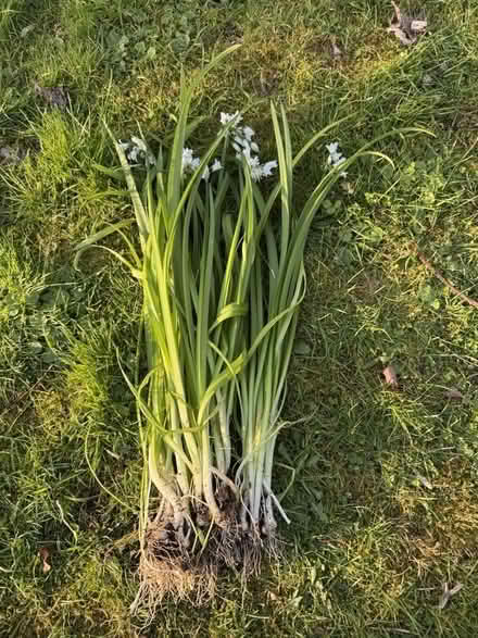 Photo of free Three cornered leek plants (TA14 6QW stoke sub hamdon) #1