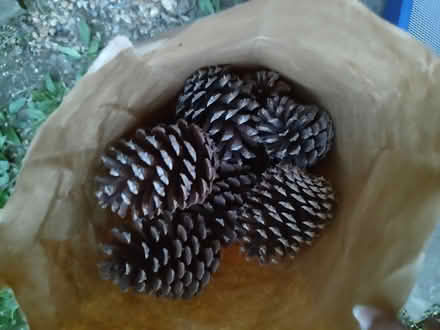Photo of free Pinecones (Odenton) #1