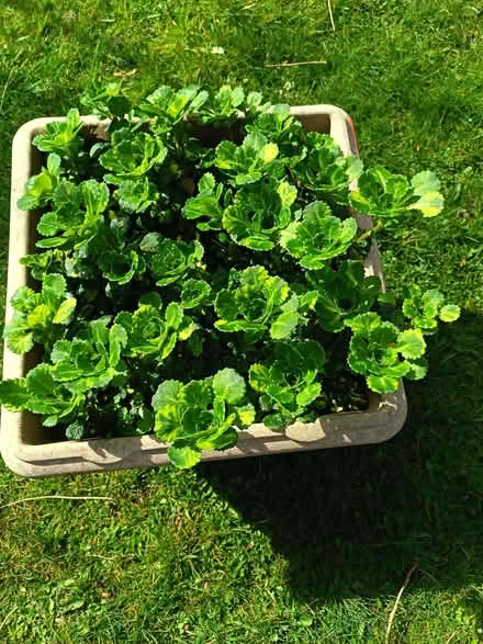 Photo of free London's Pride plants (Kincorth AB12) #1