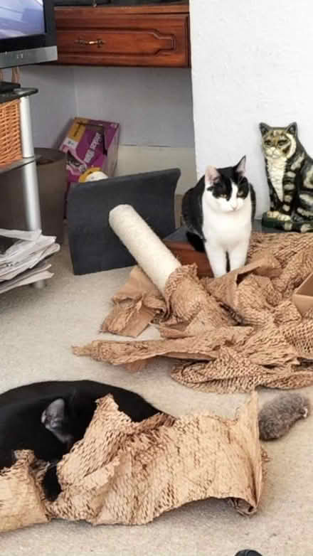 Photo of My cats love this paper (Harrogate HG2) #2