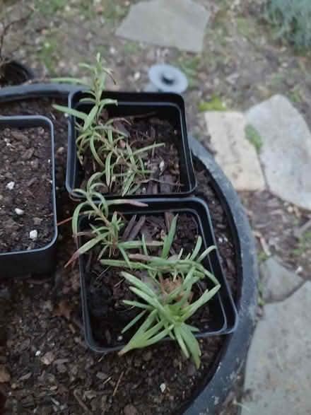 Photo of free Rosemary (Odenton) #1