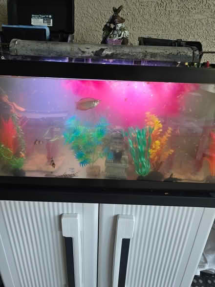 Photo of free 2 free 20 gallon aquariums (Delweb Stone Creek) #1
