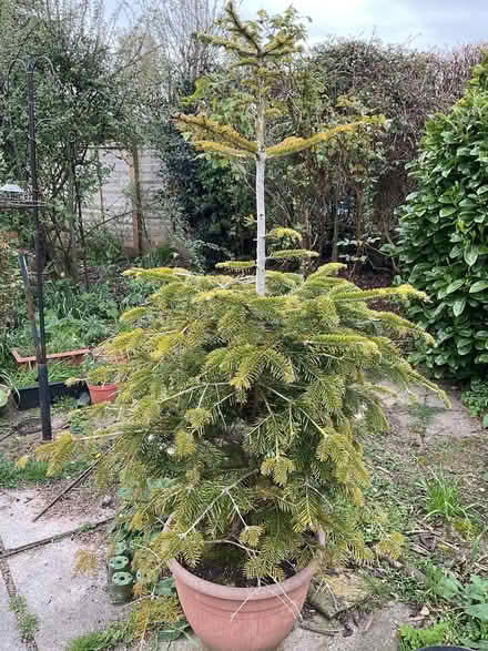 Photo of free Christmas tree (Leeds LS14) #1