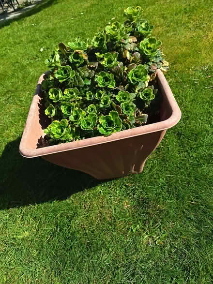 Photo of free London's Pride plants (Kincorth AB12) #4