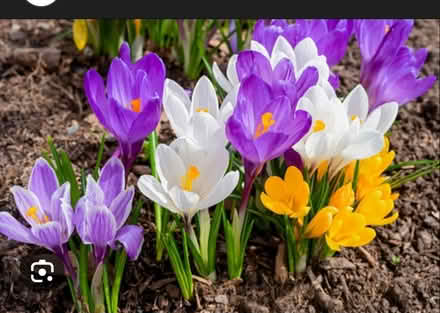 Photo of free Muscari bulbs (Odenton) #2