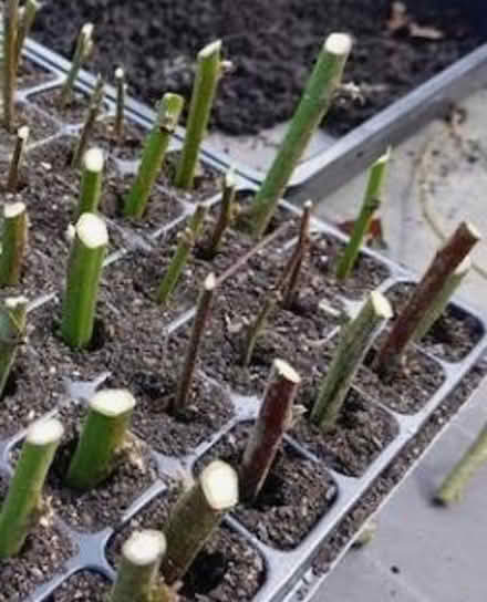 Photo of Thornless blackberry cuttins (Dublin central) #2