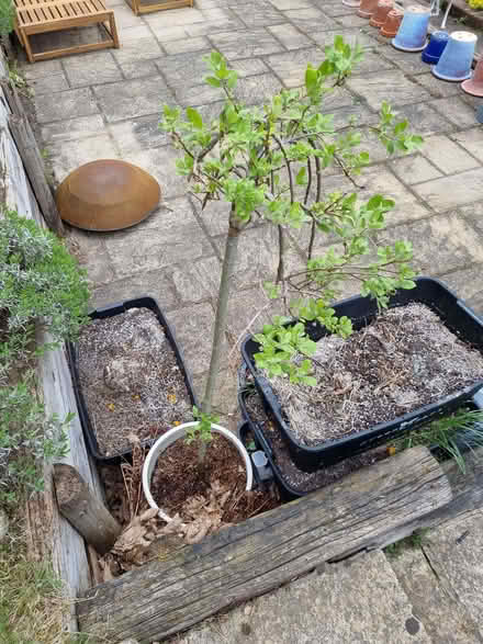 Photo of free Young willow tree (Camelsdale GU27) #1