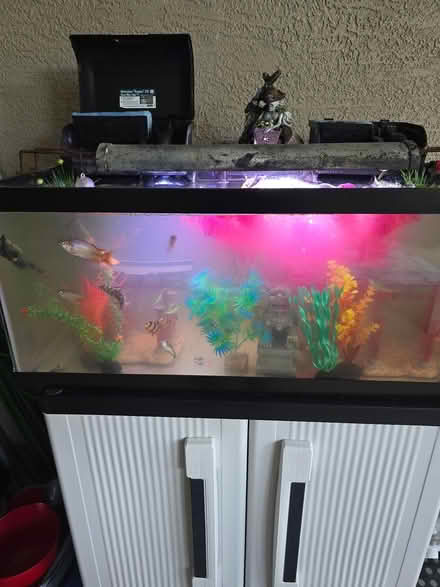 Photo of free 2 free 20 gallon aquariums (Delweb Stone Creek) #2