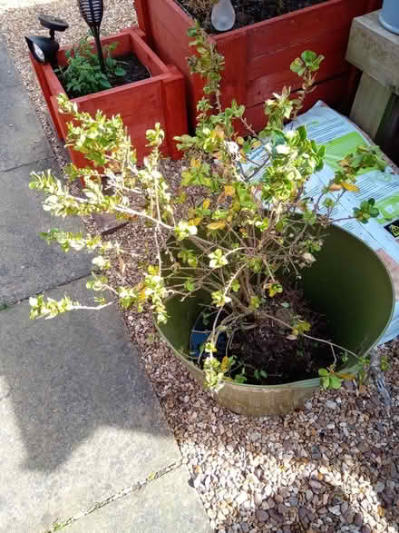 Photo of free Flowering shrub (Orton Goldhay) #1