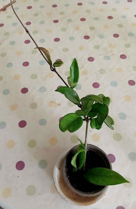 Photo of free Trailing houseplant wanting a new home (Copythorne TQ5) #2