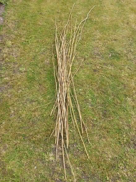 Photo of free bamboo canes (RG6 near Palmer Park) #1