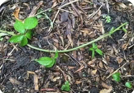 Photo of Thornless blackberry cuttins (Dublin central) #1