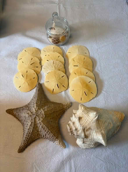 Photo of free Misc Shells (Portage - central city) #1