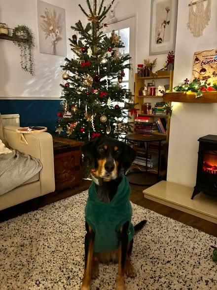 Photo of free Large high pile Ikea rug (Caldicot NP26) #2