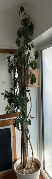 Photo of free Very tall house plant (Willaston CH64) #1