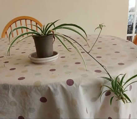Photo of free Trailing houseplant (Copythorne TQ5) #1