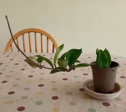 Photo of free Trailing houseplant wanting a new home (Copythorne TQ5) #3