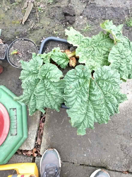 Photo of free Rhubarb plant (Nether Kellet LA6) #1