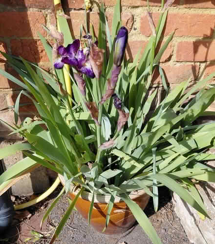 Photo of free Purple iris (Twyford RG10) #1