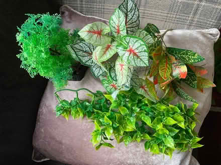 Photo of free Fake plants that can be used in a fish tank. (South Tranmere CH42) #3