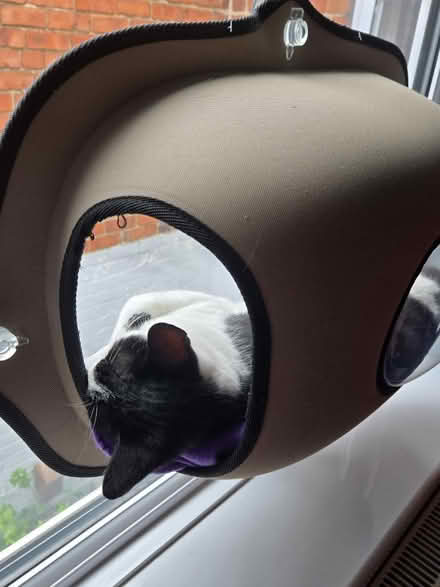 Photo of Cat window pod (Nottingham NG15 7AH) #1