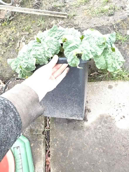 Photo of free Rhubarb plant (Nether Kellet LA6) #2