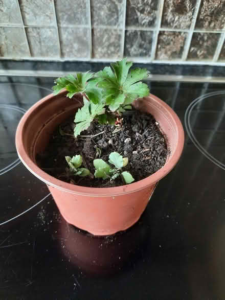 Photo of free Geranium Cantabrigiense Biokovo (Morden SM4) #2