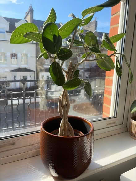 Photo of free Plants (Parsons Green SW6) #1