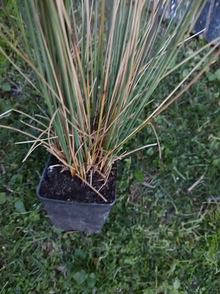 Photo of free Blue ornamental grass (Odenton) #1