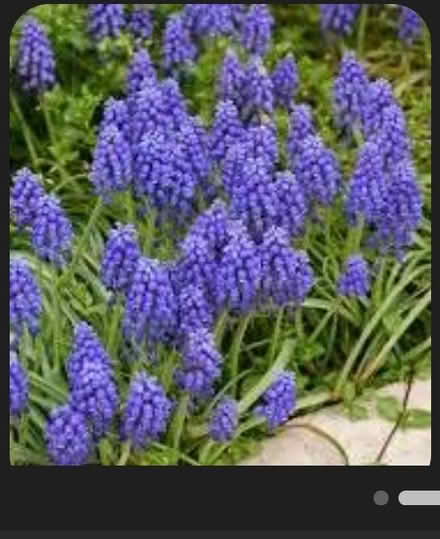 Photo of free Muscari bulbs (Odenton) #1