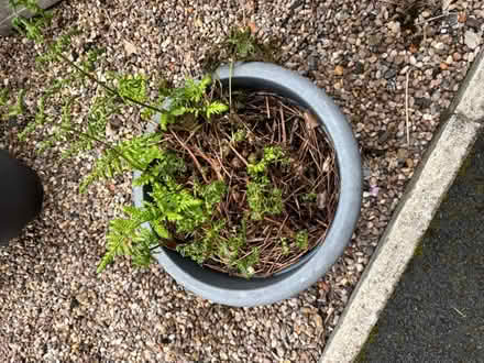 Photo of free Fern (M23 Northern Moor) #2