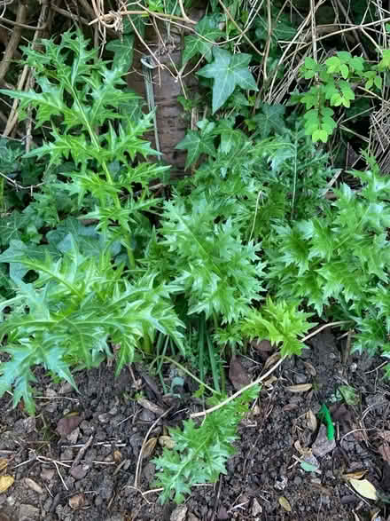 Photo of free Plants (Great Rollright OX7) #1