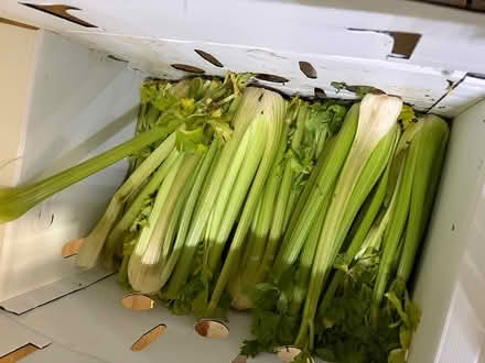 Photo of free celery (South Arlington) #1