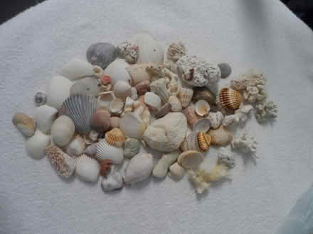 Photo of free collection of shells (St albans) #1
