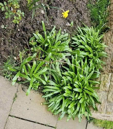 Photo of free Snowdrop Plants (Cockermouth) #1