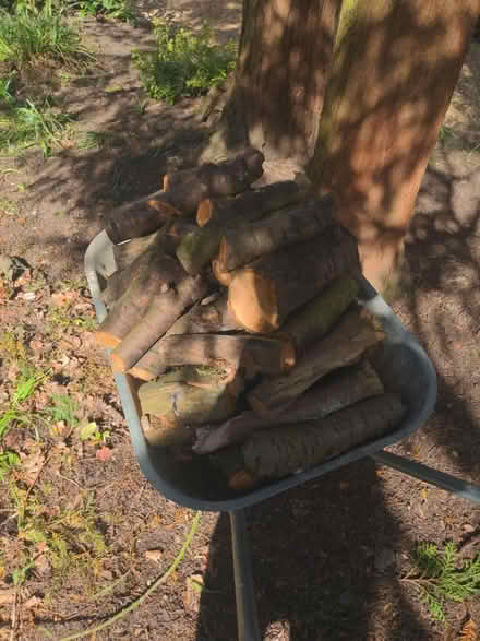 Photo of free Logs for burning (Congleton Hightown) #1