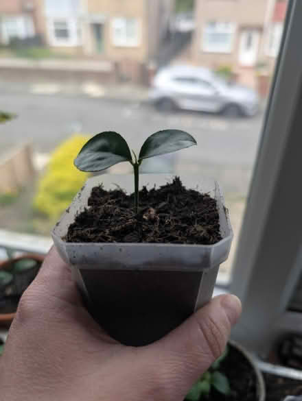 Photo of free Lemon apple cacti loe succ plants (Wallsend, NE28) #2