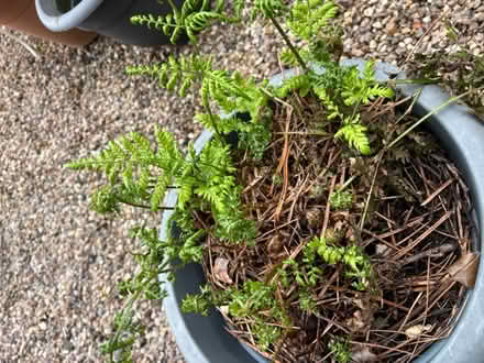 Photo of free Fern (M23 Northern Moor) #1