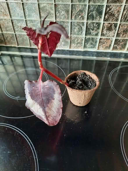Photo of free Cutting of Persicaria Red Dragon (Morden SM4) #3