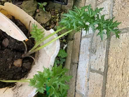 Photo of free Plants (Great Rollright OX7) #3