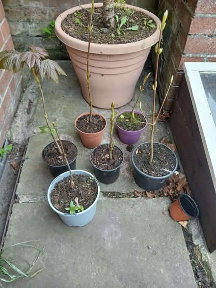 Photo of free Sycamore saplings (Willington DL15) #1