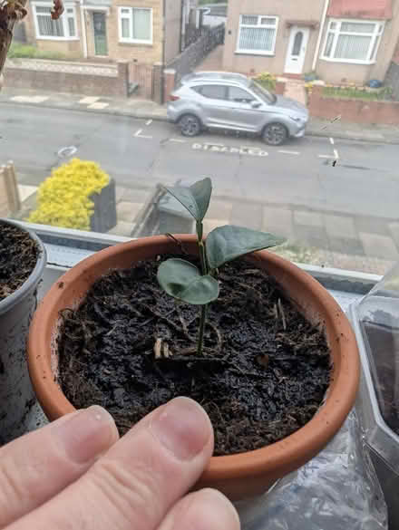 Photo of free Lemon apple cacti loe succ plants (Wallsend, NE28) #3