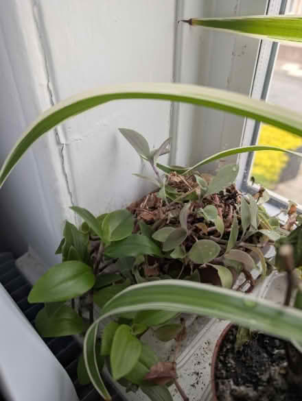 Photo of free Lemon apple cacti loe succ plants (Wallsend, NE28) #4