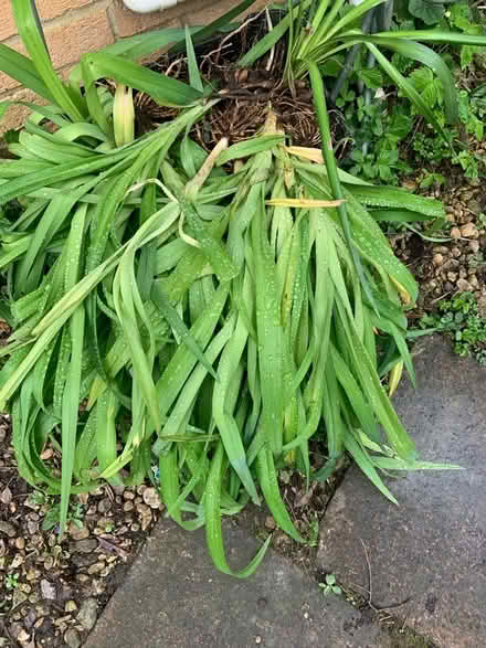 Photo of free Plants (Great Rollright OX7) #2