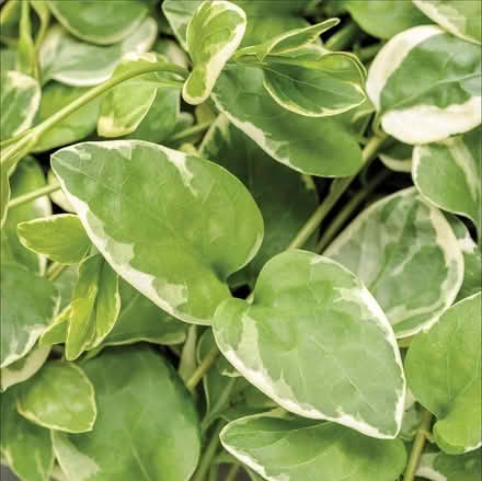Photo of free Pulled Vinca Major (20003) #1